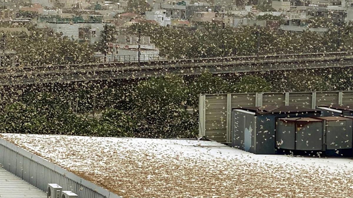 Delhi NCR Faridabad Noida Gurugram covered by swarms of locust (Photo- PTI)