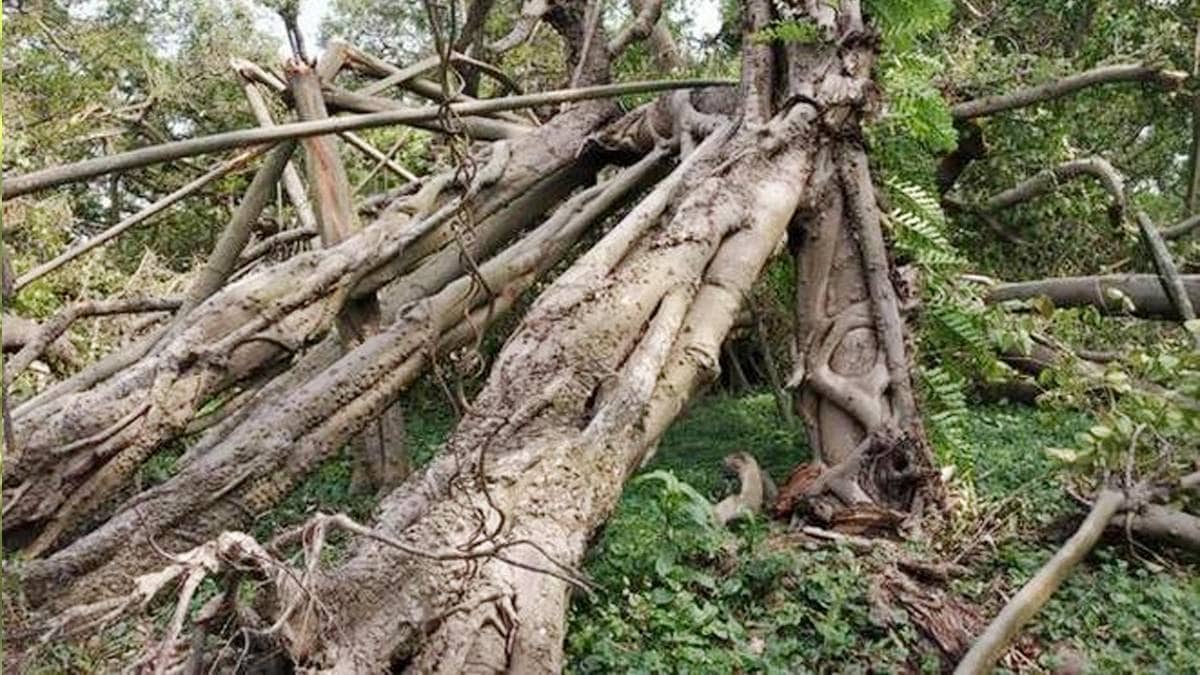 The Great Banyan Tree in Howrah has been hit by Cyclone Amphan