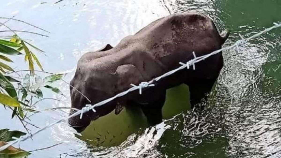 गर्भवती मादा हाथी की मौत (File-Photo)