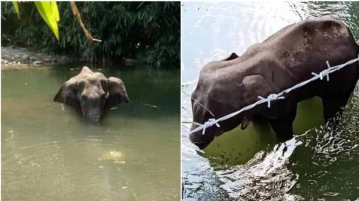 मल्लपुरम में हथिनी की मौत (फाइल फोटो)