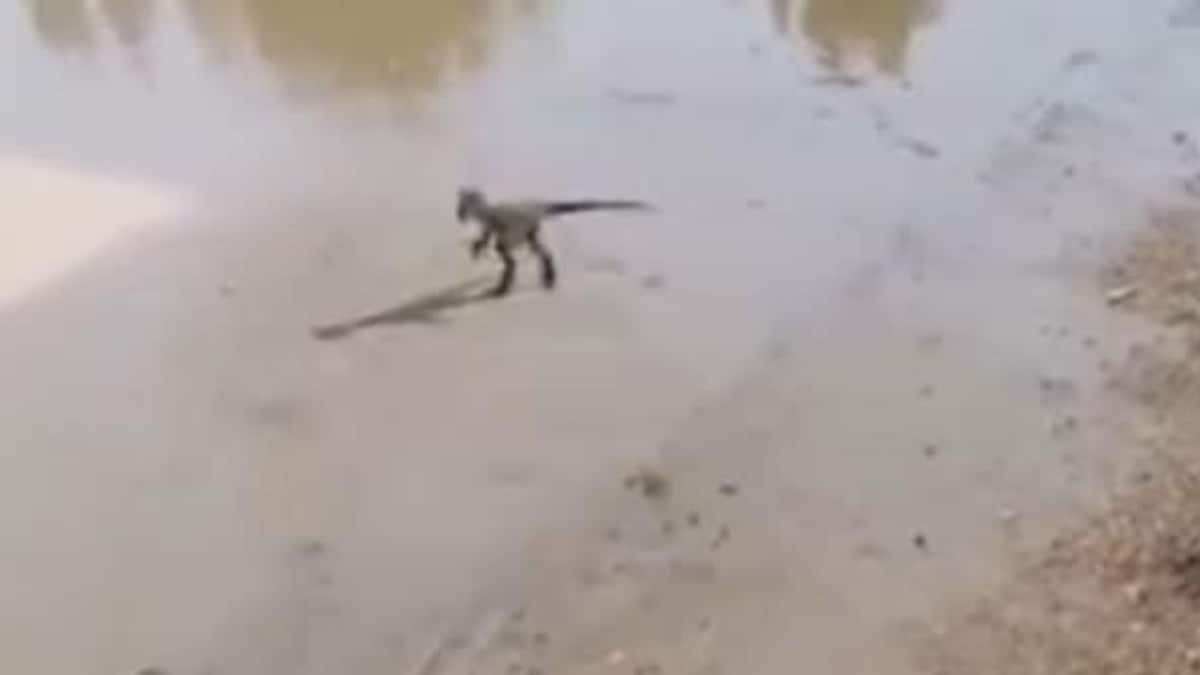 Dinosaur (वायरल पोस्ट से ग्रैब)