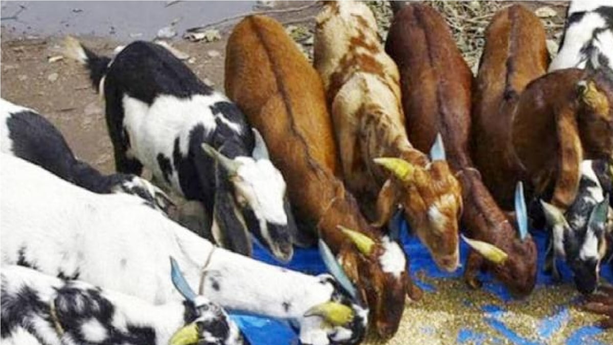 Politics over Bakrid festival