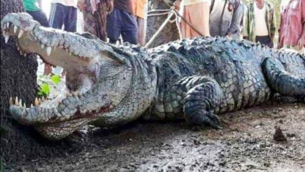 मगरमच्छ (प्रतीकात्मक तस्वीर)