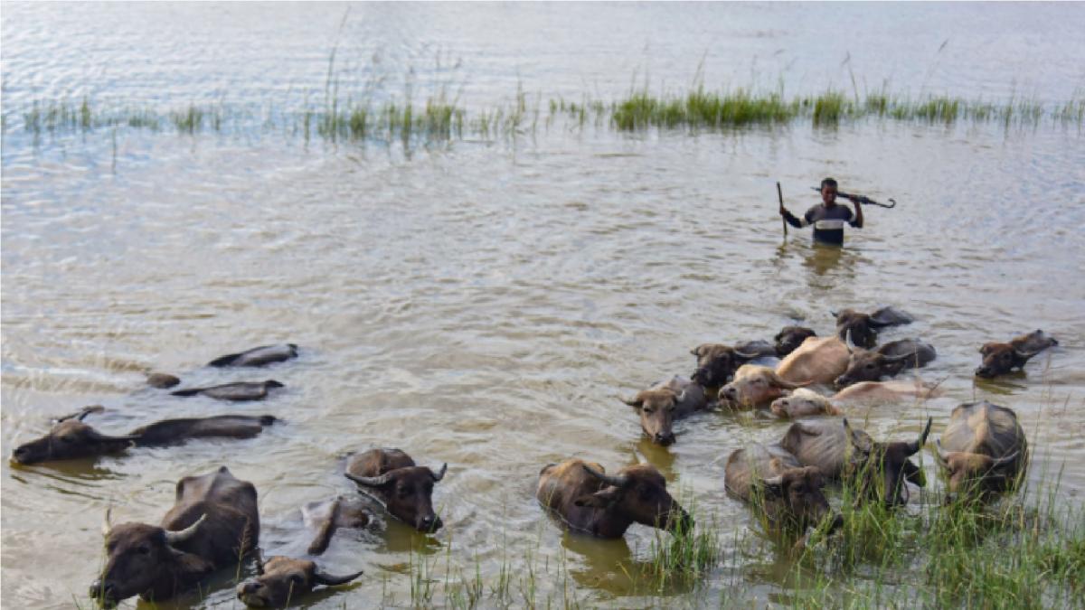 Assam floods