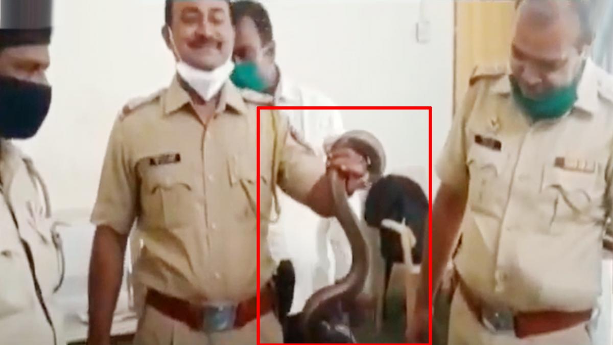 snakes recovered from Smuggler in Baramati