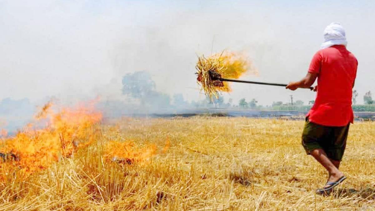 stubble burning cases