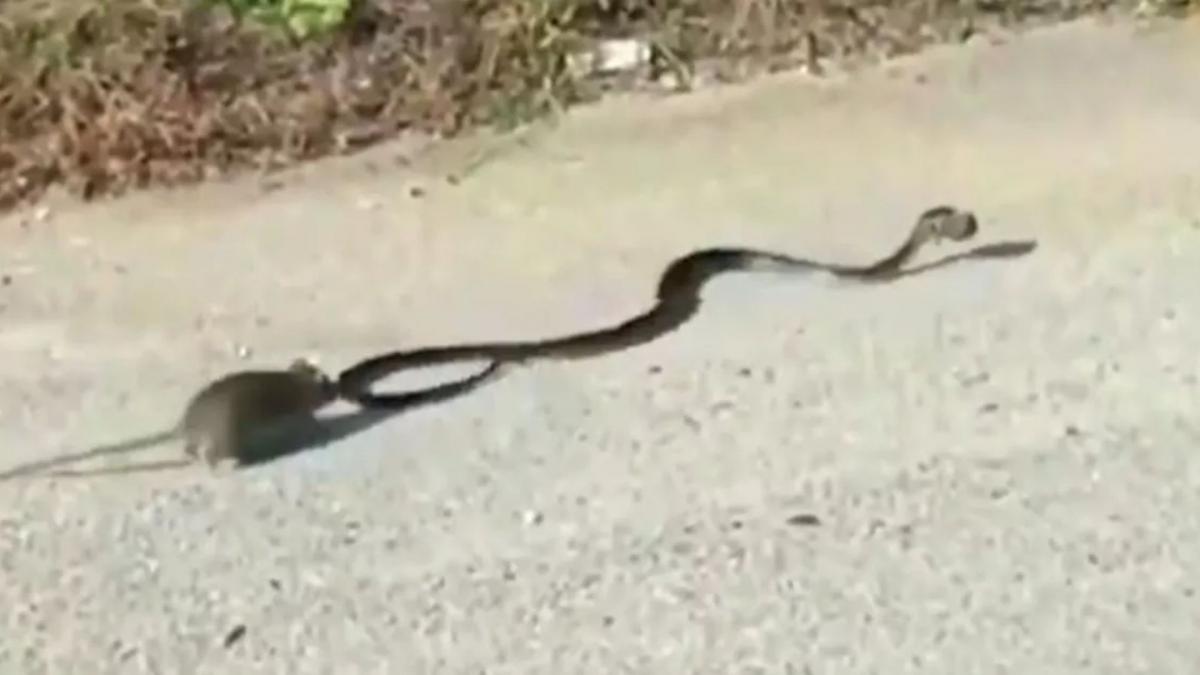 Mouse Snake Fight