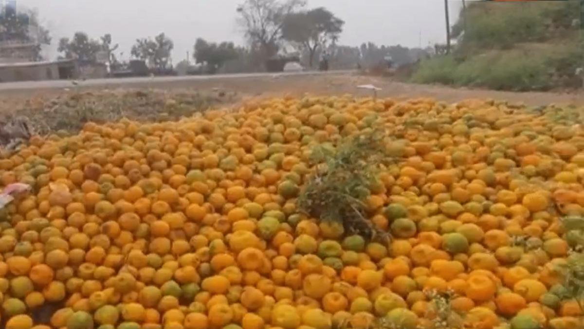 Vidarbha Orange crop 