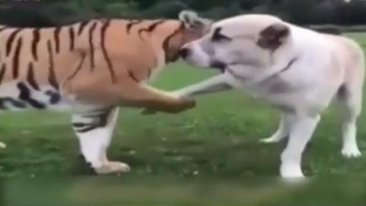 Friendship of doggy and tiger