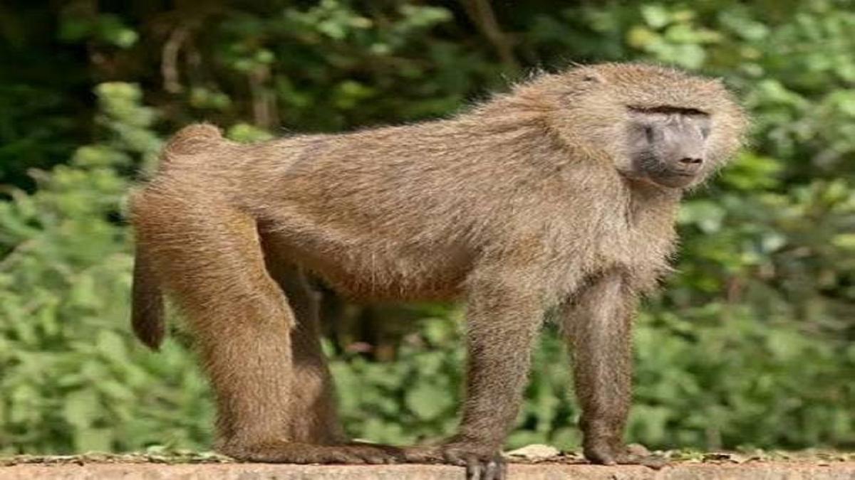 पूरी टशन में रहता है ये लंगूर सोशल मीडिया पर हो रहा वायरल