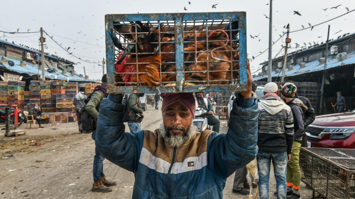Bird Flu Outbreak (File-PTI)