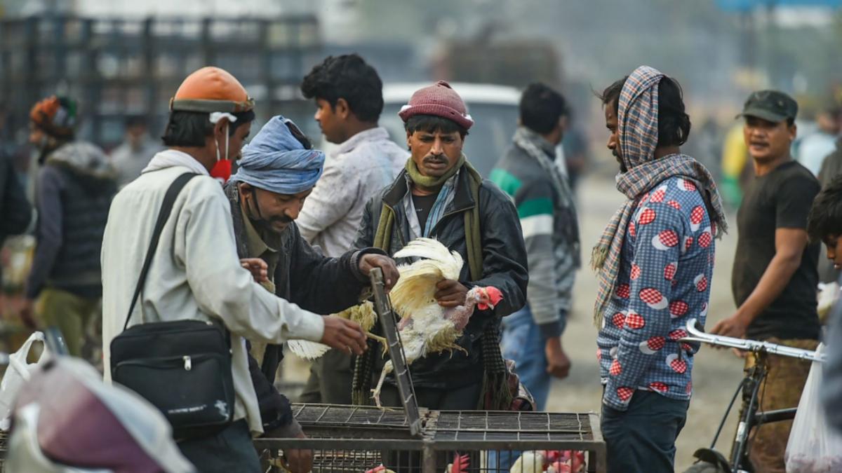 bird flu outbreak (File-PTI)