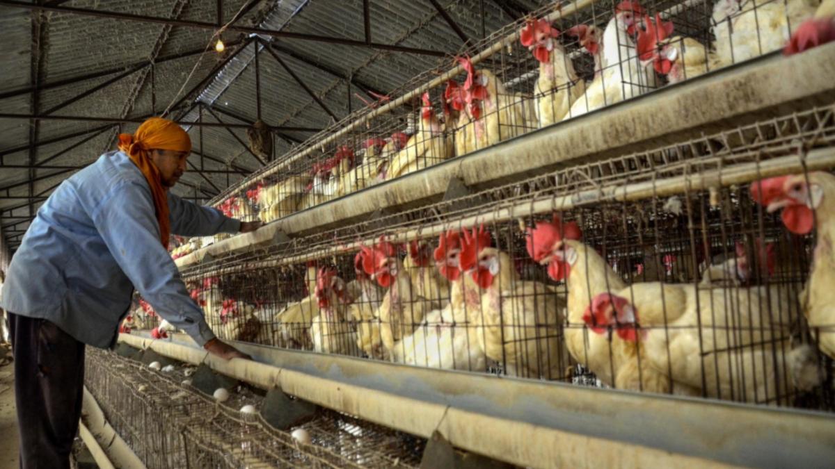 Bird Flu Outbreak (File-PTI)