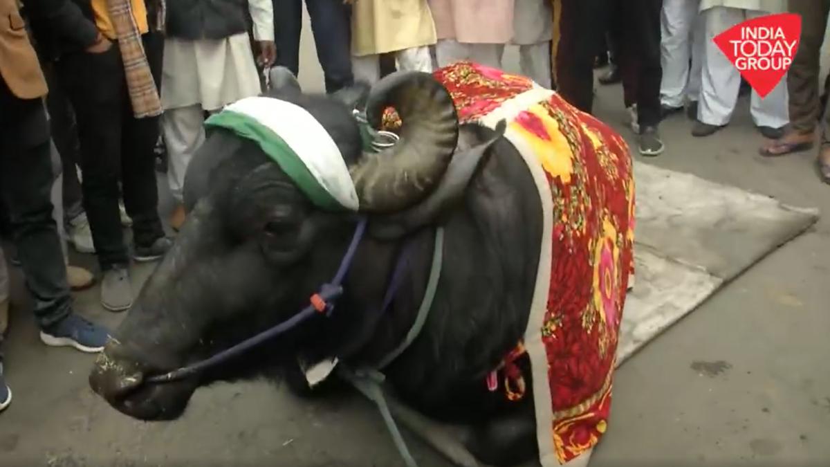 Bufalo Raja at Ghazipur Border