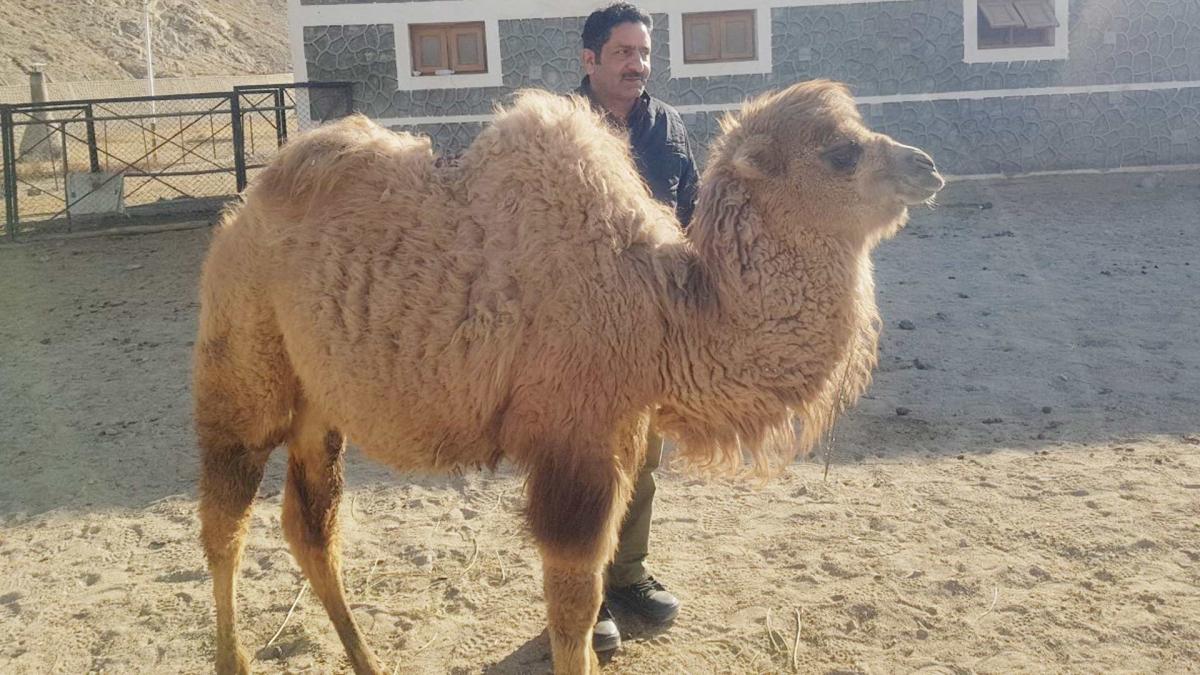 Double hump camels