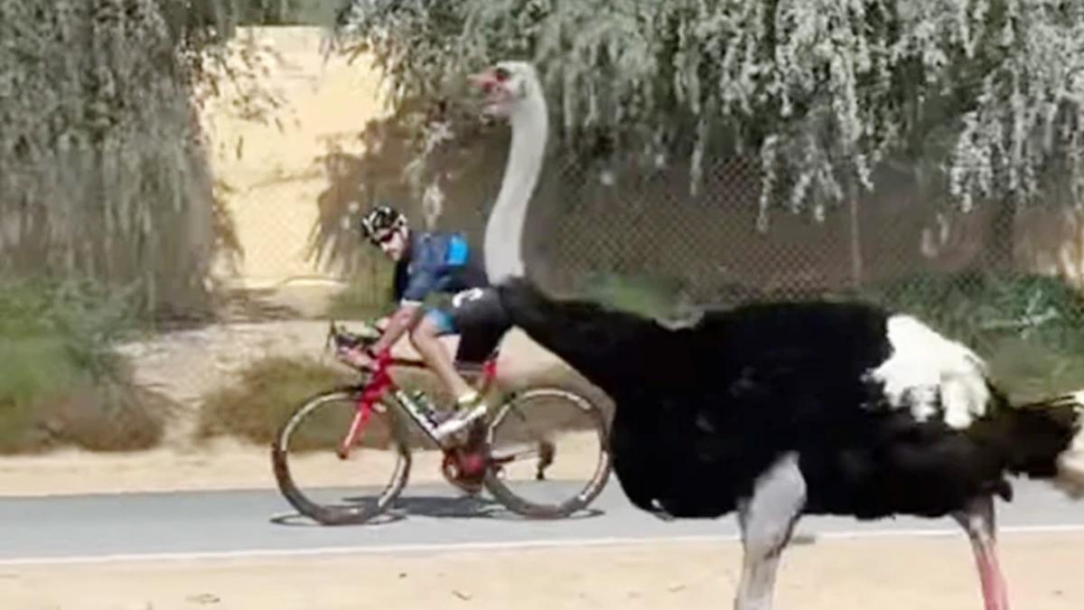 Dubai's Crown Prince