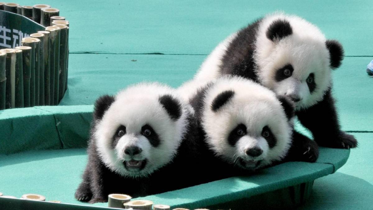 पांडा का वीडियो हुआ वायरल 