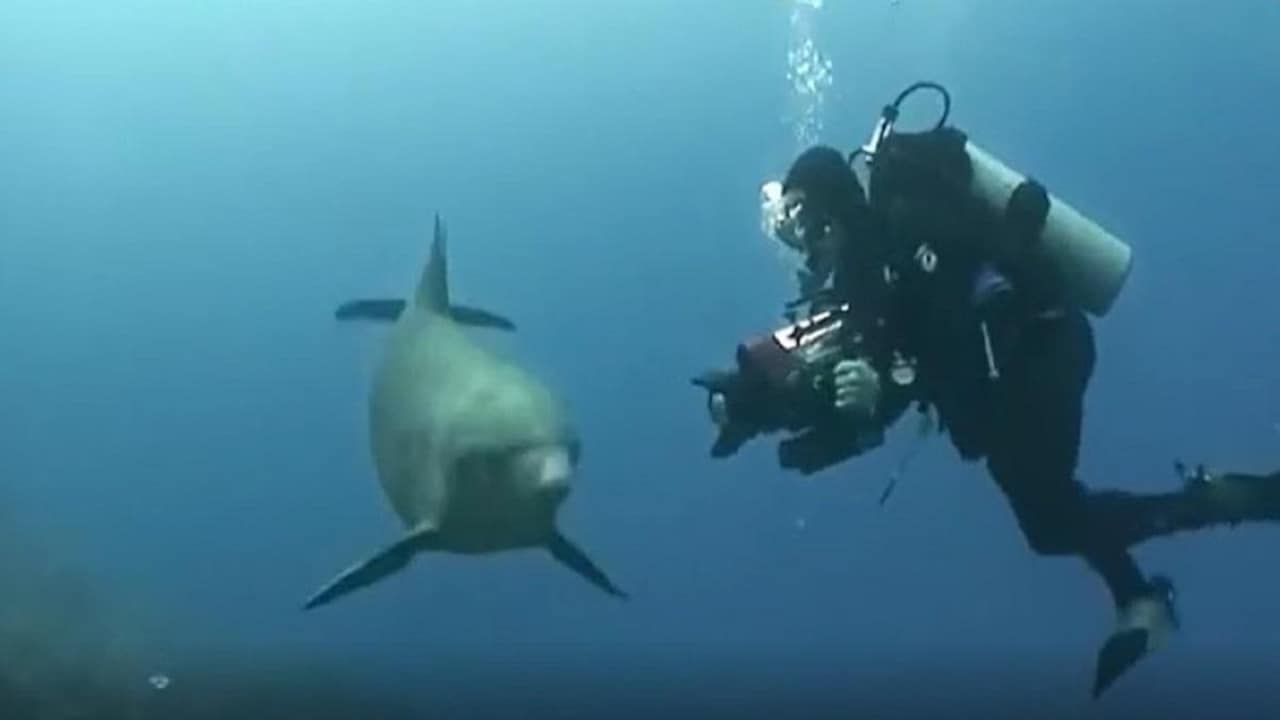 क्या India से दुनिया ने सीखी Scuba Diving? वायरल टेस्ट में जानें सच्चाई