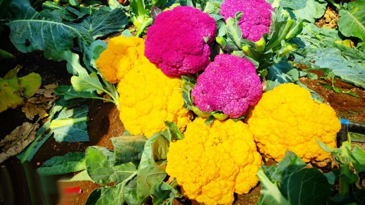 Nasik Farmer Cultivated colored cauliflower