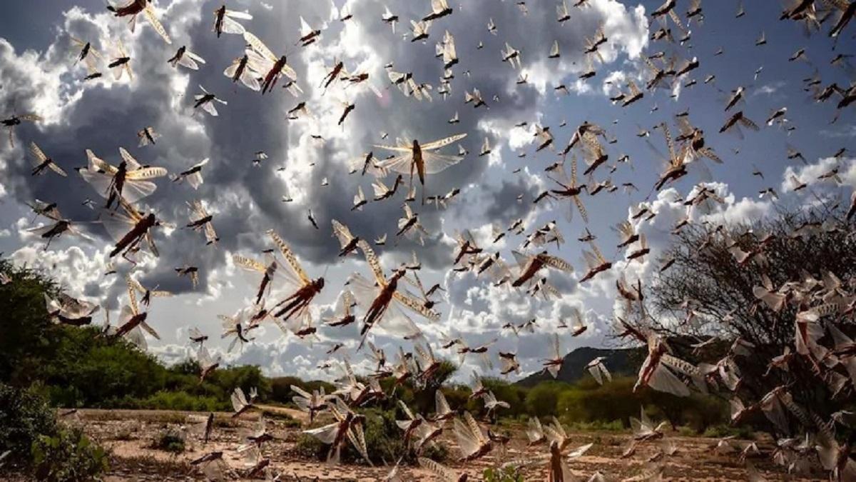 Locust invasion:(Photo-AP)