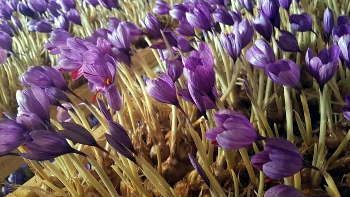 Saffron Farming