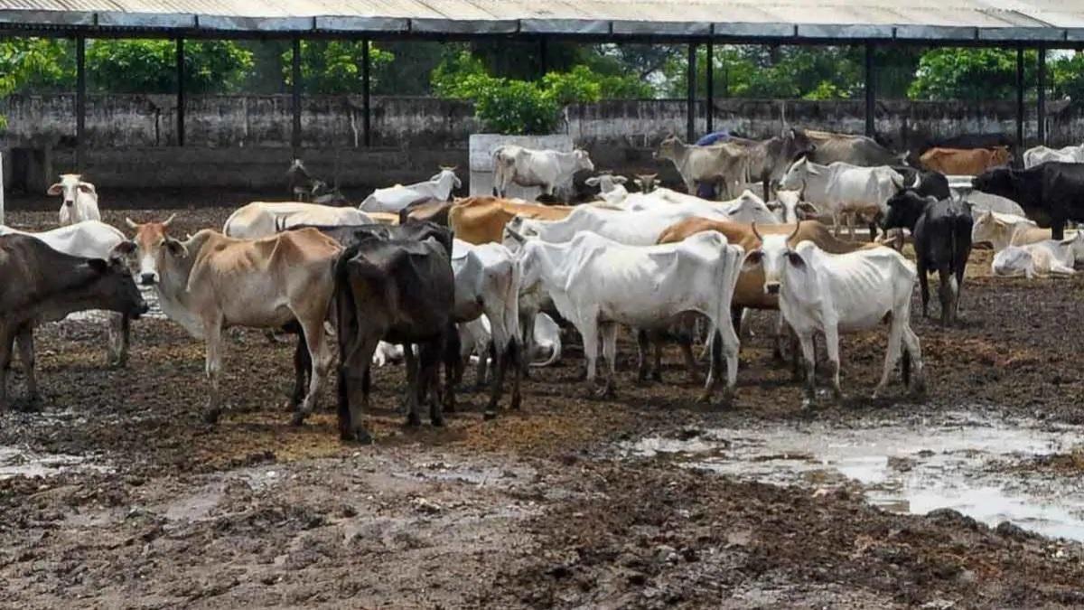 गायों की उपेक्षा क्यों कर रही है सरकार (प्रतीकात्मक तस्वीर -PTI)