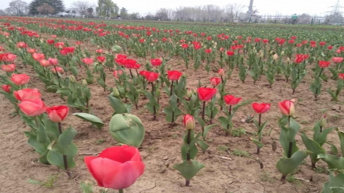 Tulip Garden लोगों के लिए 25 मार्च से खुलेगा.