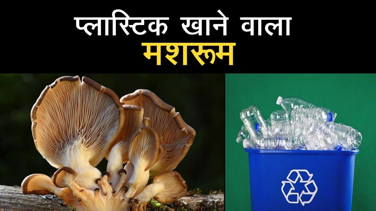 Mushroom eats plastic