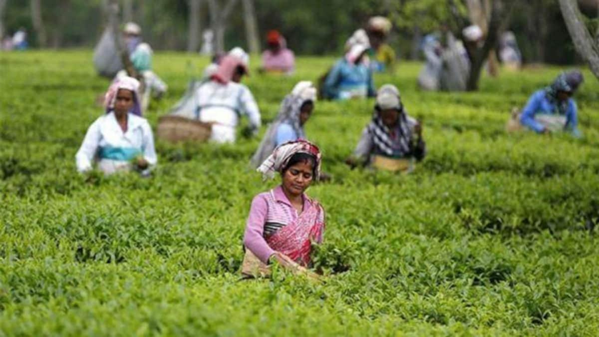 Tea Tribes