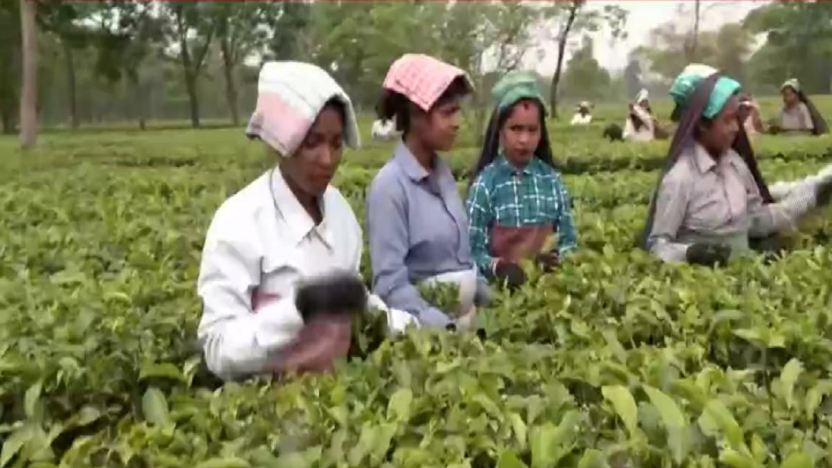 Jalpaiguri Tea Workers