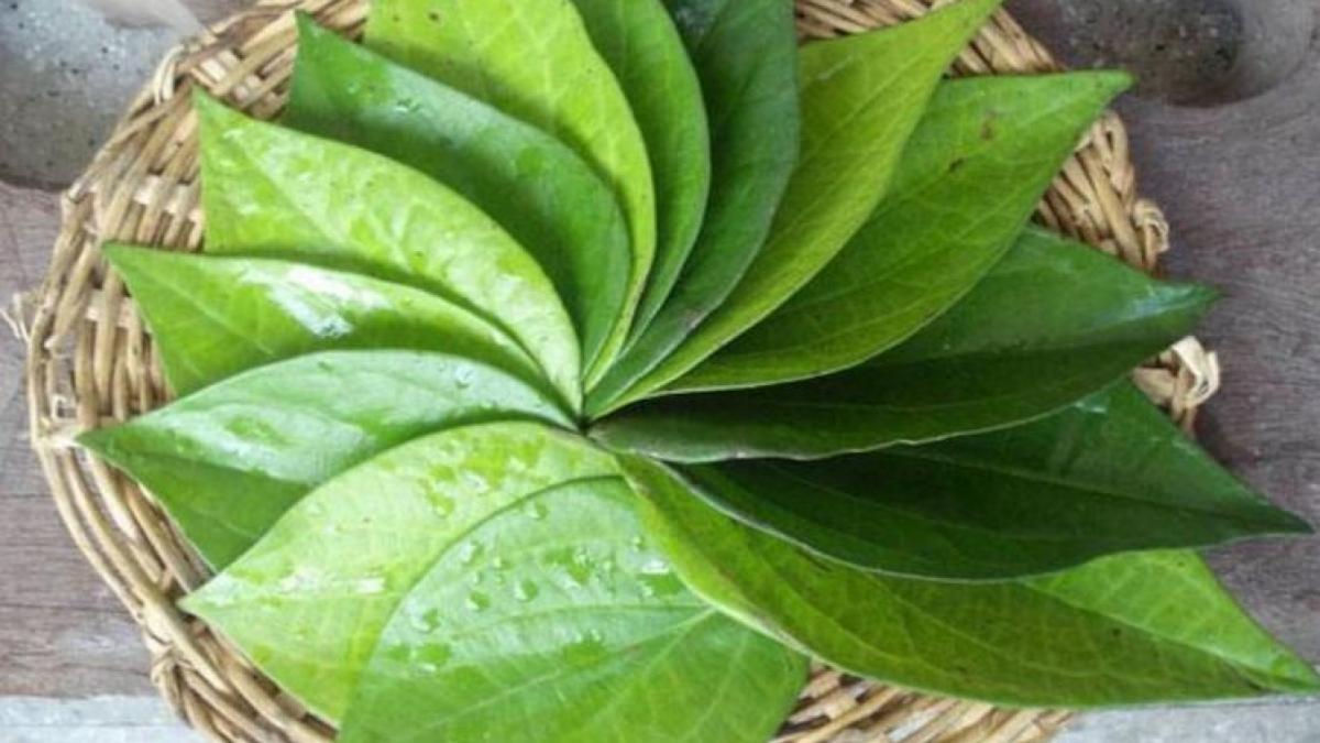 Betel leaf