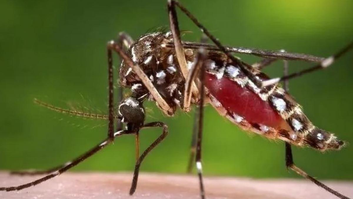 dengue in Delhi