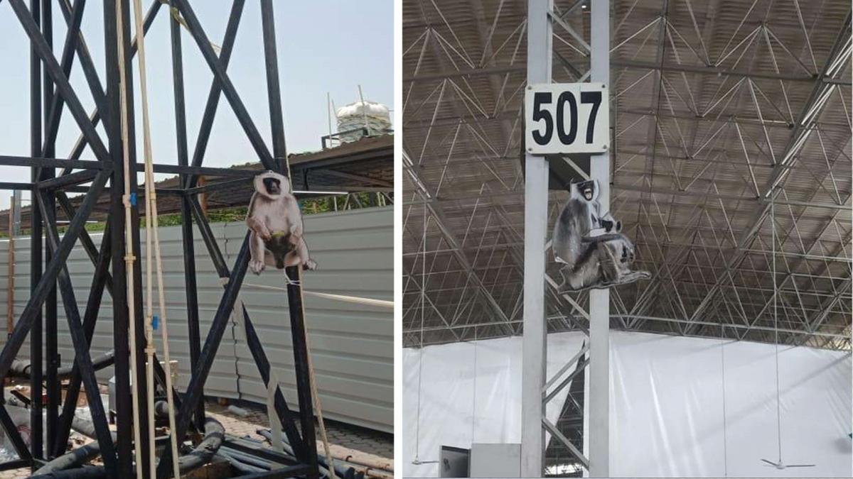 Baboons in Sardar Patel Covid Care Center