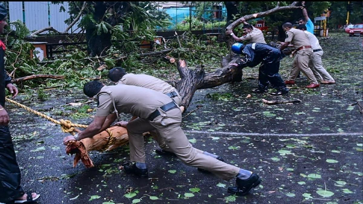 तूफान से गिरे पेड़