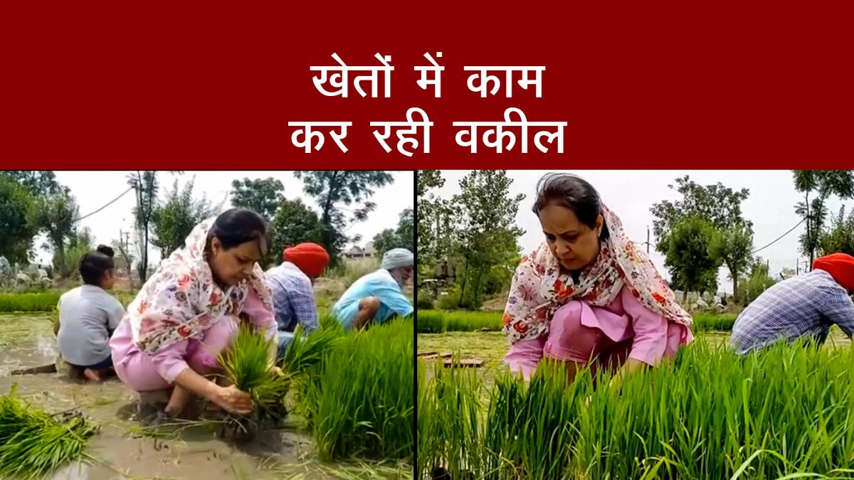 Advocate in Supreme Court 