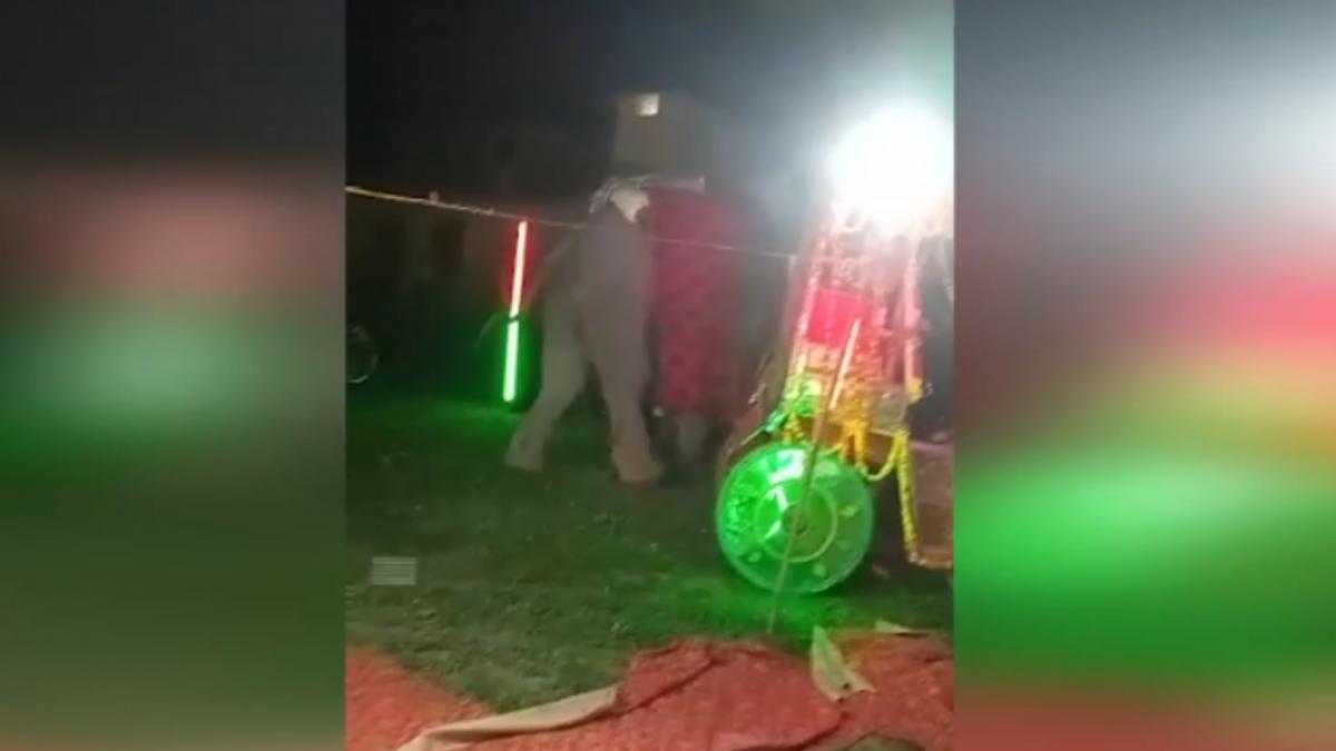 Prayagraj angry elephant 