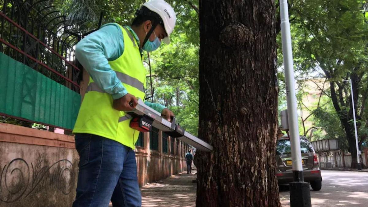BMC appoints Arborist in Mumbai (Photo: Prashant Bhat/India Today)