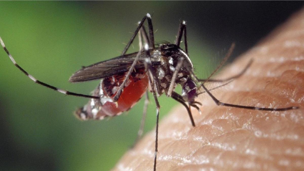 Dengue