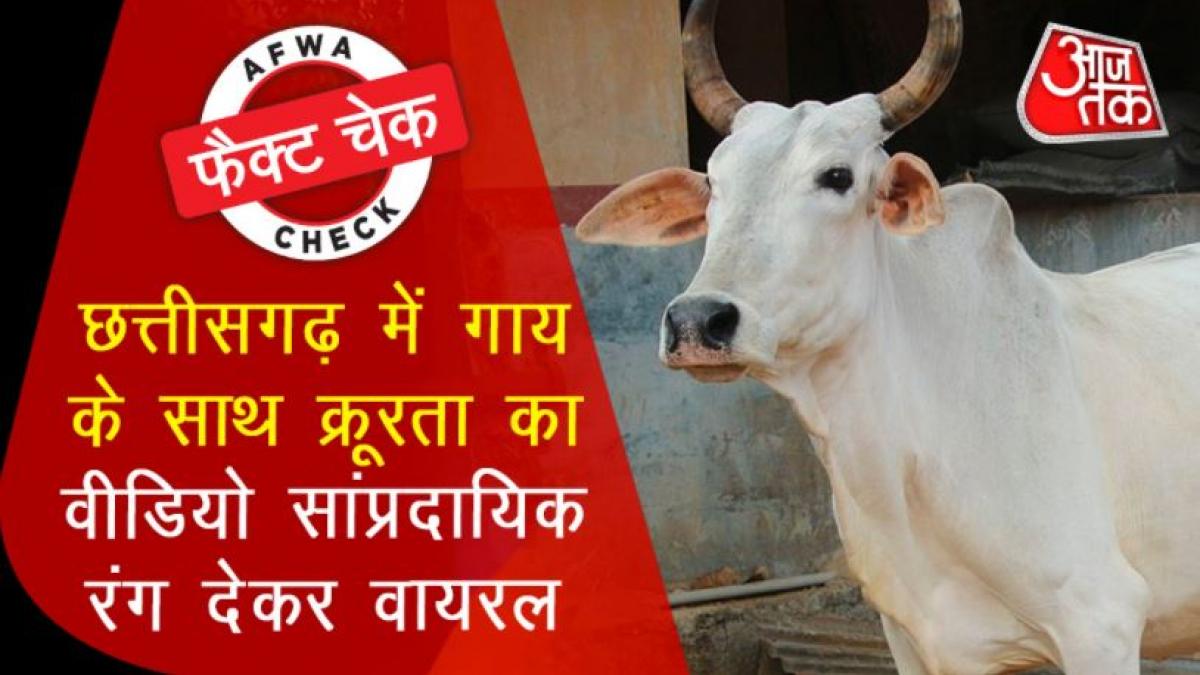 Fact Check Communal video of cruelty to cow goes viral 