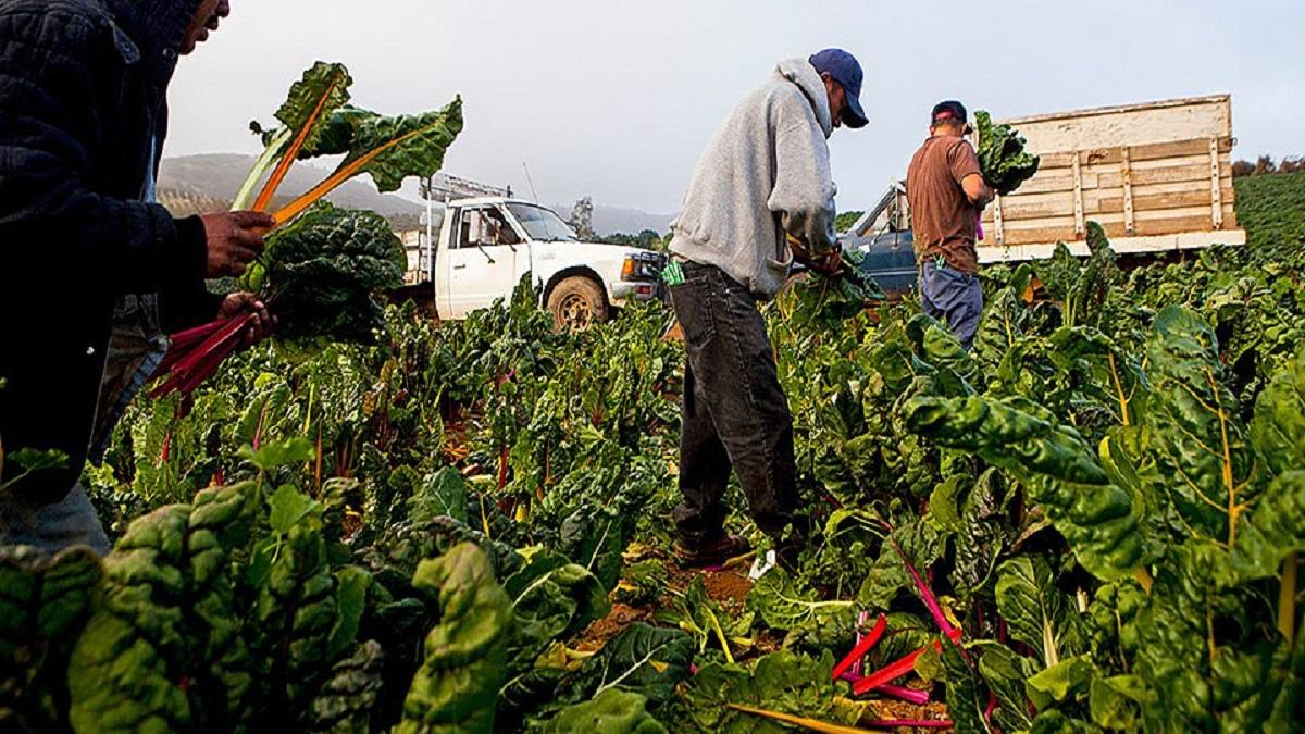 Jharkhand: Farmers forced to leave vegetables in fields due to rain
