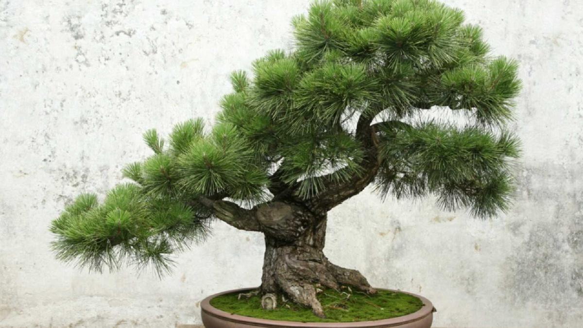 Bonsai Tree