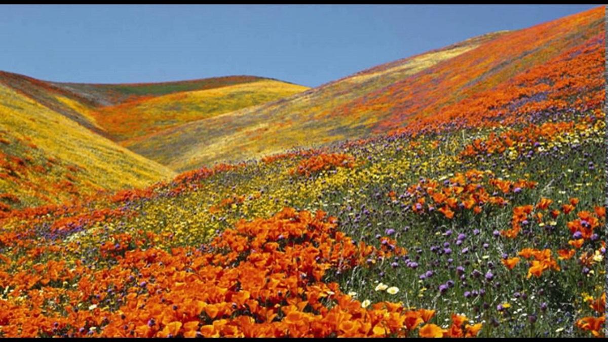 Valley of flowers in chamoli is now open for tourists