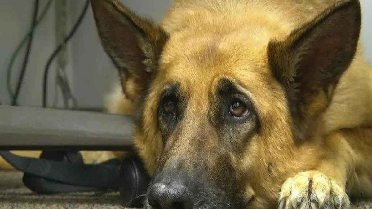 Delhi People boiled over dog's death, raised slogans of 'Justice for Arjun'