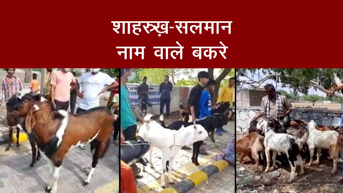 Celebs named goats For Bakra eid