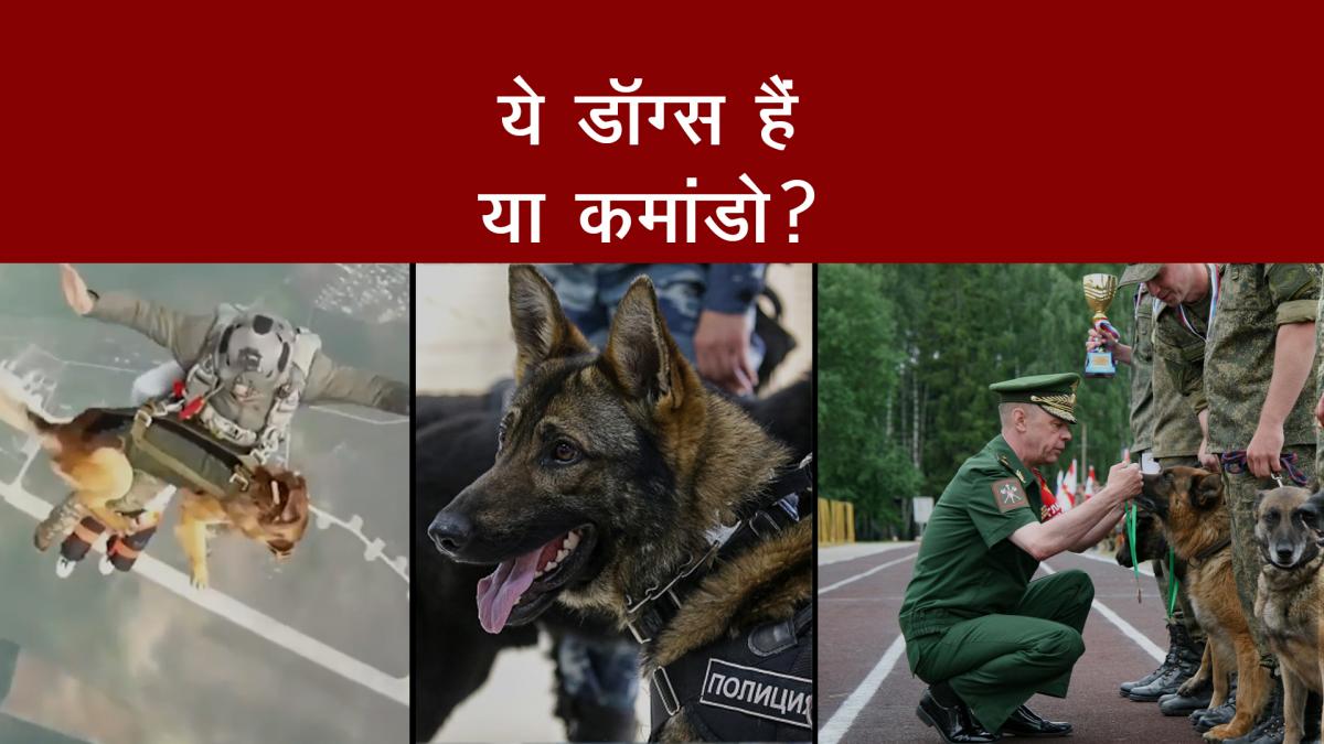 Dogs of Russian army