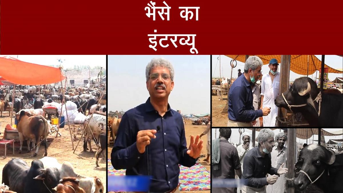 Pakistani journalist interview with buffalo 