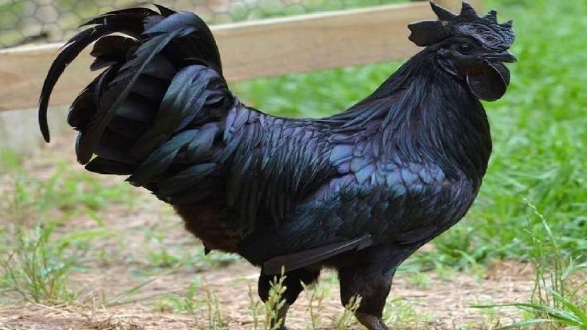 Kadaknath chicken to work as therapy for post Covid recovery