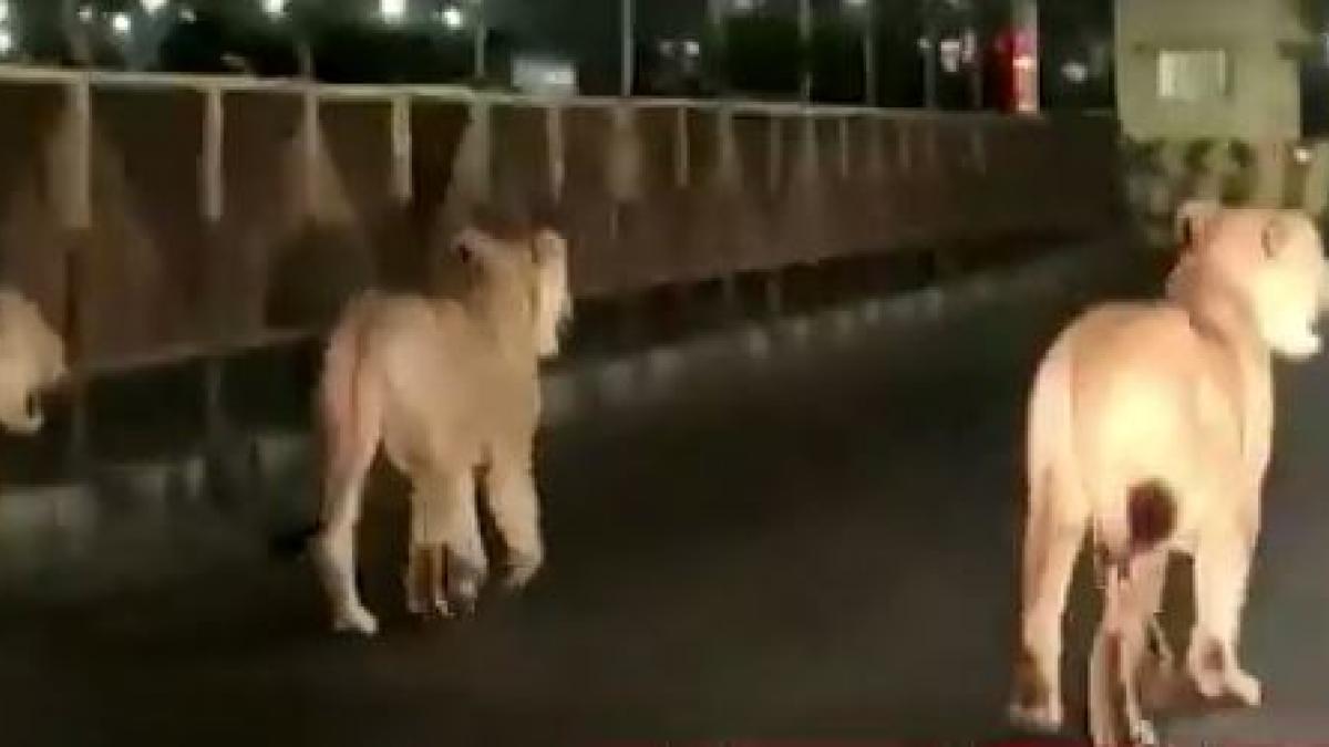 Lions on road