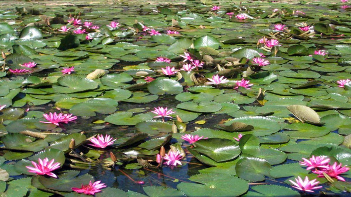 lotus flower 