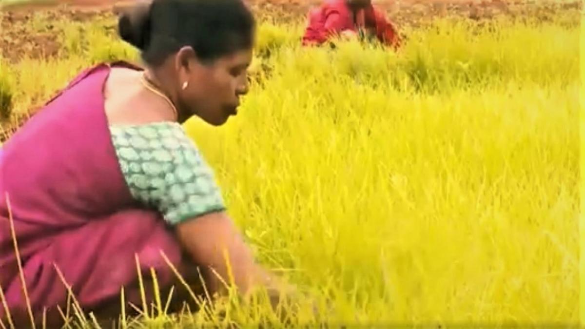 Teacher who inspire others with her organic farming